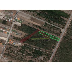 Pinhal na Gafanha da Boa Hora [3254MPV]