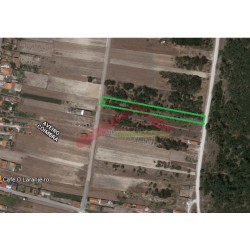 Pinhal na Gafanha da Boa Hora [3257MPV]